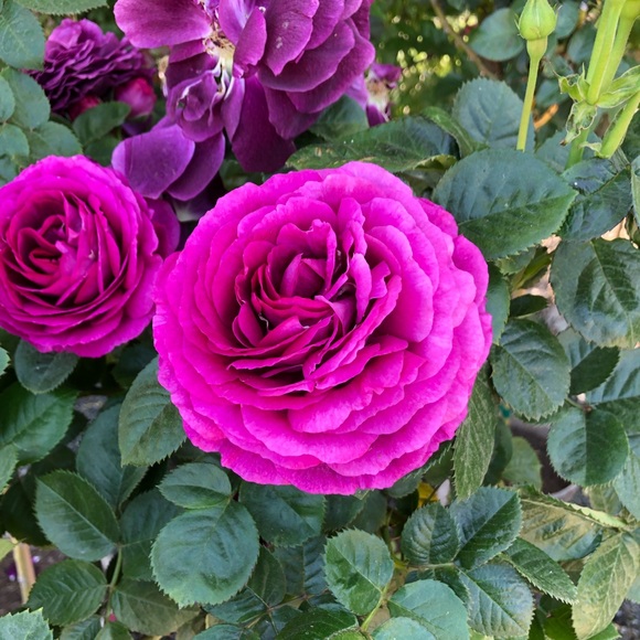 Meet your Posher, Christina - Picture 1 of 1